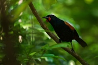 Lalocnik sedlaty - Philesturnus rufusater - North Island Saddleback - tieke 5455